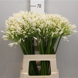 Agapanthus White (Агапантус Вайт) В70