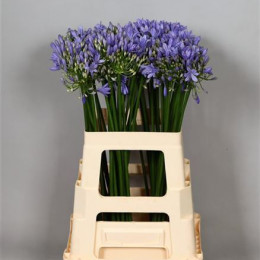 Agapanthus Blue (Агапантус Блу) В75