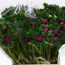 Anemone Cerise (Анемон Церайс) В40
