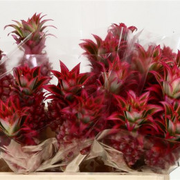 Ananas Lucidus (Ананас Луцидус)