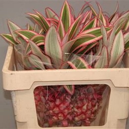 Ananas (Ананас)
