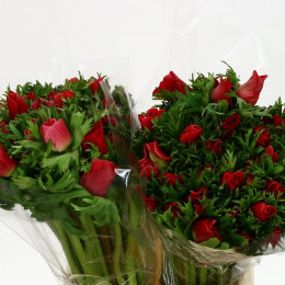 Anemone Galil Red (Анемон Галилео Ред) В45