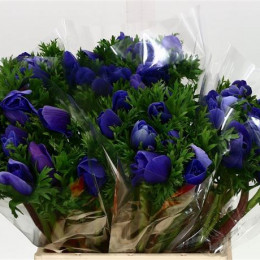 Anemone Mistral Blue (Анемон Мистраль Блю) В45