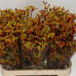 Anigozanthos Gold Fever (Анигозантус Голд Фивер) В80