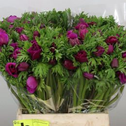 Anemone Orchid Mistral (Анемон Орчид Мистраль) В40