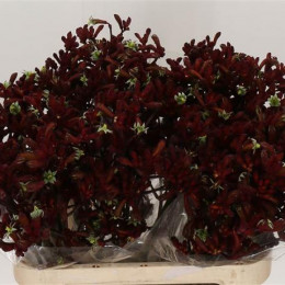 Anigozanthos Early Spring (Анигозантус Эарли Спринг) В80