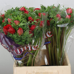 Anemone Мarianne red (Анемон Марианн ред) В45