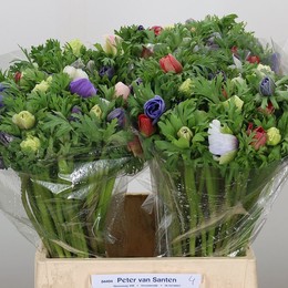 Anemone mona lisa mix in bucket (Анемон Мона Лиза микс ин букет)В30