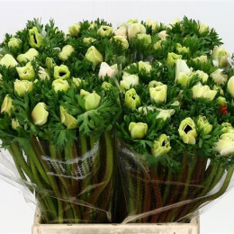 Anemone White (Анемон Вайт) В45