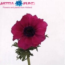 Anemone meron pink (Анемон Мерон Пинк) В40