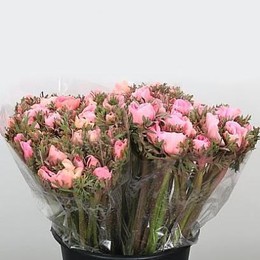 Anemone Co Mar Pink (Анемон Мар Пинк) В35