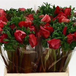 Anemone Red Mistral (Анемон Ред Мистраль) В40