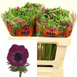 Anemone galil purple (Анемон Галил Перпл) В55