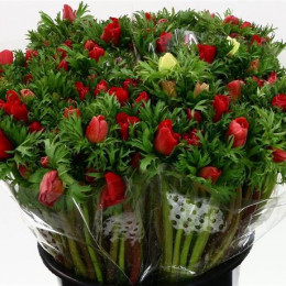 Anemone Red (Анемон Ред) В45