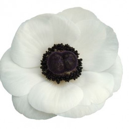 Anemone White + Black Eye (Анемон Вайт + Блэк Ай) В45