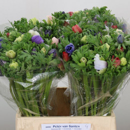 Anemone rainbow (mixbunch)(Анемон рейнбоу)В40