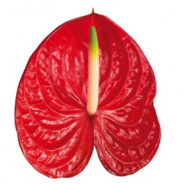 Anthurium A Solara (Антуриум А Солара) В12