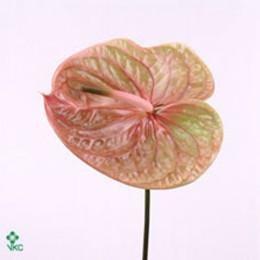 Anthurium cognac (Антуриум Когнак) В10