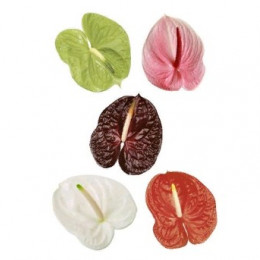 Anthurium funny lovely mix( Антуриум Фанни Лавли микс) В30