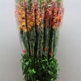 Antirrhinum - Fr. Orange (Антирринум Фр Оранж) В110