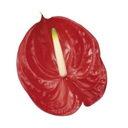 Anthurium Turenza (Антуриум Turenza) В17