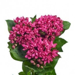 Bouvardia Du Diamond Cerise (Бовардия Ду Даймонд Церайс) В70