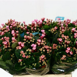 Bouvardia En Daphne Fresco (Бовардия Эн Дафни Фреско) В70