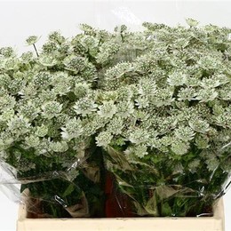 Astrantia billion stars(Астранция биллион старс)В40