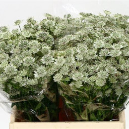 Astrantia billion stars(Астранция биллион старс)В65