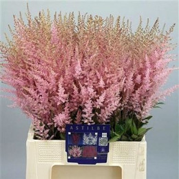 Astilbe Europa Pale Pink (Астильба Европа Пейл Пинк)В60