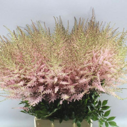 Astilbe erica(Астильба Эрика) В70