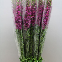 Antirrhinum - Fr. Purple (Антирринум Фр Перпл) В110