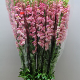 Antirrhinum - Fr. Pink (Антирринум Фр Пинк) В110