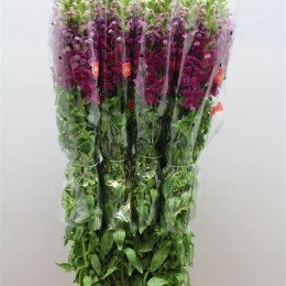 Antirrhinum - Fr. Red (Антирринум Фр Вайт) В110
