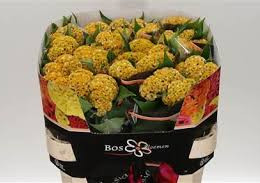 Celosia C Act Incarvillea (Целозия Акт Инкарвиллеа) В75