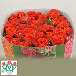 Celosia C Persimmon (Целозия Персиммон)В75