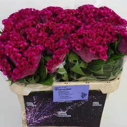 Celosia C Bar Bora (Целозия Бар Бора)В90