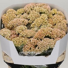 Celosia C Haute Couture (Целозия Хайте Кутюр)В75