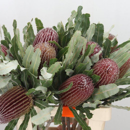 Banksia (Банксия)