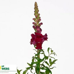 Antirrhinum Red (Антирринум Ред) В75