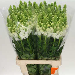Antirrhinum White (Антирринум Вайт) В75
