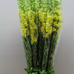 Antirrhinum - Fr. Yellow (Антирринум Фр Еллоу) В110