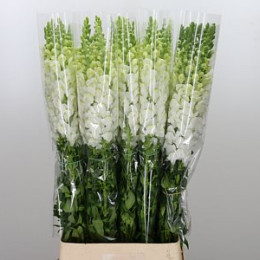Antirrhinum Poto Ivory White (Антирринум Пото Айвори Вайт) В65