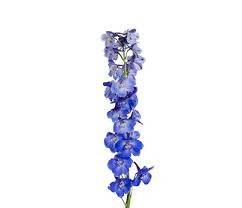 Delphinium Sea Waltz (Дельфиниум Си Вальтц) B80