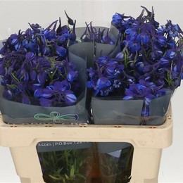Delphinium Be Volkerfrieden (Дельфиниум Би Волкерфриден) В70