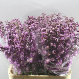 Delphinium El Dewi Pink Floyd (Дельфиниум Эль-Деви Пинк Флойд) В100