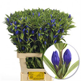 Gentiana blue (Гентиана блу) В70