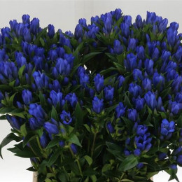 Gentiana (Гентиана) В60
