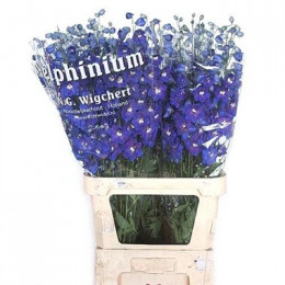 Delphinium Cirrus (Дельфиниум Цирус) B80