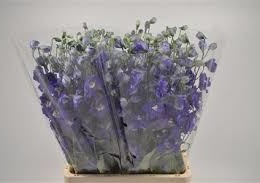 Delphinium El Blue (Дельфиниум Эл Блу) В70